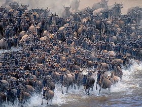 毎年約150万頭のヌーが行う大移動、命がけの川渡りは圧巻です。