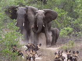 アフリカゾウも多く見られます