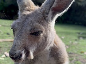 かわいいウォンバットを間近で