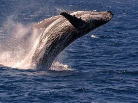 息をのむほどの迫力、クジラウォッチング体験。