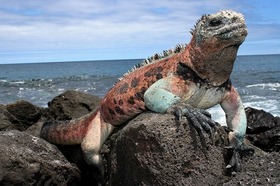 ガラパゴスイグアナ、海イグアナなど様々な生物が見られるガラパゴス諸島