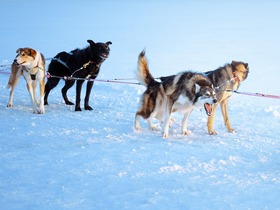 元気なハスキーたちとのふれあいをお楽しみください