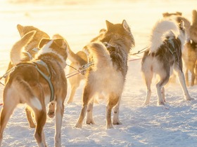 人気の犬ぞり体験！ロングコースはより満喫できます