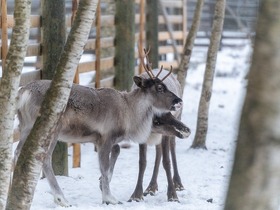 トナカイファームでは写真撮影や餌付けも可能