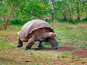 エルチャト保護区のガラパゴスゾウガメ