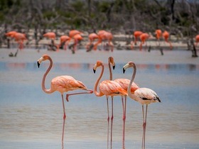 イザベラ島のフラミンゴラグーン