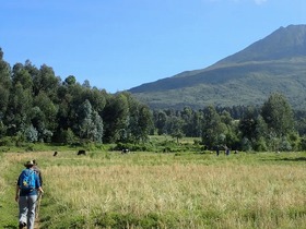 2日目は終日ビソケ山ハイキング、ルワンダの自然を満喫できます