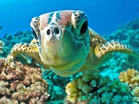 写真じゃ終わらない思い出を。世界遺産の海で、本物の出会いを。