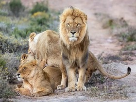 アクイラでライオン観察