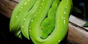 グリーンが鮮やかなヘビ