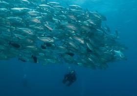 思い切って魚群に近づく！