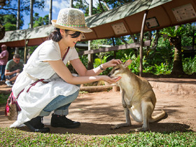 園内ではワラビーやカンガルーに餌付けもできます