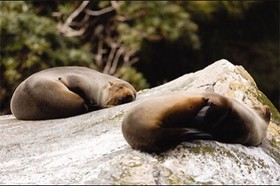 岩で寝そべっているアシカ