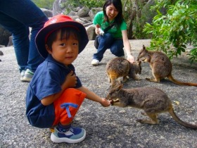 ワラビーは子供の人気者