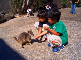 小さなワラビーなのでお子様も安全に餌付けできます