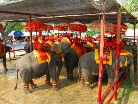 アジア象に乗ってみよう！