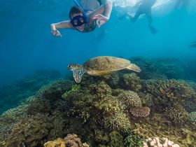 フランクランド島は海ガメとの遭遇率の高さも抜群！