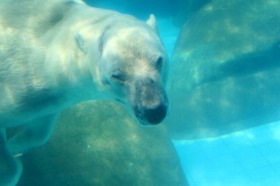 常夏シンガポールの白熊、やっぱり暑いかな