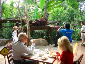 オランウータンと食事なんて、貴重な体験