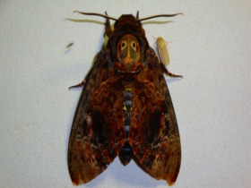 自然豊かなボルネオではこんな珍しい蛾も！