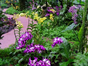 力強く蘭の花が咲く国立蘭園