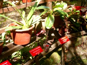 マレーシアの珍しい熱帯植物