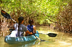 カヤックでしか通れないマングローブの水路を進む