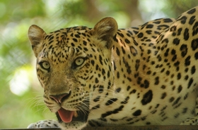 タマウ自然動物園観光のヒョウ