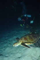 ウミガメに遭遇