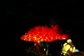 南国バリらしいカラフルな魚