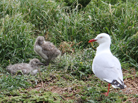 カモメと可愛らしいひな鳥