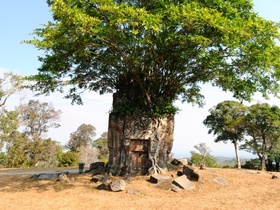 遺跡とともに、カンボジアの大自然も満喫
