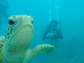 ダイバーになって海ガメと一緒に泳ごう！