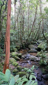 ボルネオ島の大自然の中をガイドと一緒にまわります