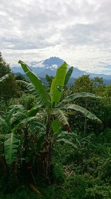 キナバルはマレーシア最高峰4095mの山