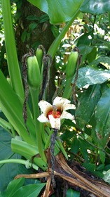 山岳植物園で珍しい植物や鳥などを観察