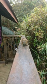 コタキナバルの野生のリス