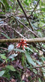 キナバル公園で南国の花や植物を見つけよう