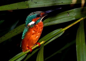 コタキナバルのリバーサファリでは鳥達も見れます