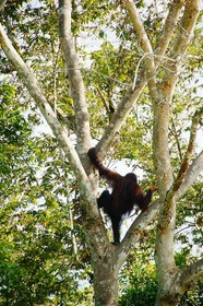 セピロクオランウータン保護区のオランウータン
