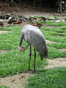 ハビタット動物園にて ツルの仲間