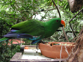 餌を食べる様子が可愛いカラフルなインコ