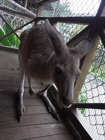 人懐っこいカンガルーに餌付けできます