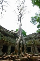 12世紀末に仏教寺院として建立されたタ・プローム遺跡
