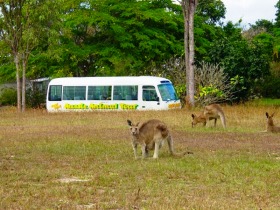 移動中に野生のカンガルーに会えちゃうかも？