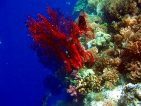 南国ならではのカラフルなサンゴ礁