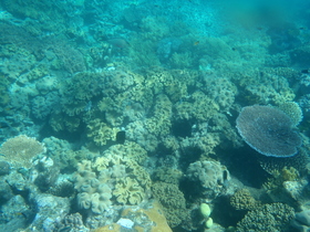 様々な色形の珊瑚はまるで海のお花畑