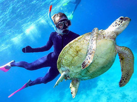 グレートバリアリーフで出会った海ガメ