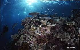 これぞ世界遺産の海、大きなサンゴ礁