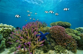 珊瑚も魚も元気な世界遺産の海